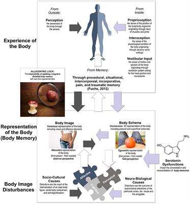 Neurobiology of Anorexia Nervosa: Serotonin Dysfunctions Link Self-Starvation with Body Image Disturbances through an Impaired Body Memory
